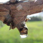 La vigne pleure le 10 mars