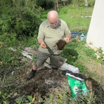 Plantation d'un figuier