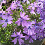 Phlox tapissant