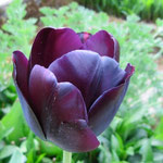 Tulipe
