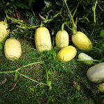 Courges spaghetti
