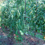 Premières tomates