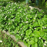 Fraises des bois