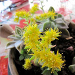 Crassula, cadeau d'Yvette d'Alès