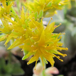 Crassula "Yvette"