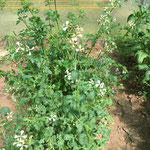 Roquette