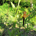 Libellule orange