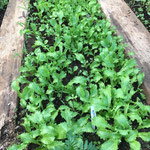 Semis de salade frisée