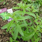 C'est le pied !... de verveine officinale.
