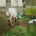 Plantation d'un brugnonier