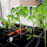 3e transplantation de pieds de tomates Marmande, Coeur de Boeuf, St-Pierre et pas Miquelon (c'est juste une partie)