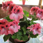 Pélargonium cadeau RV