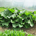 Rhubarbe