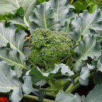 Brocoli