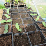 Essai semis de courges pour la SNHF (Sté Nle d'Horticulture)