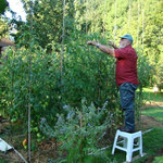 Palissage des tomates
