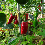 Piment d'Espelette