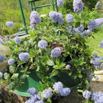 Ceanothus