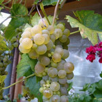 Chasselas