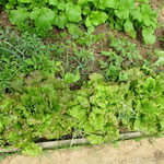 Batavia, radis, navets, carottes... sous serre