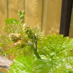 La vigne ce jour 22/04/14