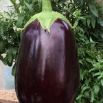 Aubergine