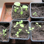 Plants de Physallis 