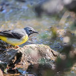 bergeronnette des ruisseaux ♂