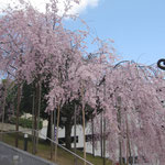 しだれ桜