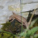  Lézard vivipare de Lantz (Zootoca vivipara louislantzi), sous-espèce ovipare endémique des Pyrénées/Monts Cantabriques/Landes de Gascogne