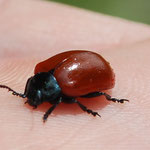 Les photos macro qui suivent ont été prises par JP Patoux et V. Casau, participants de la sortie du jour. Ici une Chrysomela populi