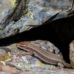 Cette photo et suivantes : "Lézard pyrénéen de Bonnal" ou "Lézard de Bonnal" (Iberolacerta bonnali), endémique de l'étage alpin des Pyrénées centrales et occidentales- observé près du lac d'Angas (photos Monique Van Dyck)