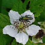 Oedemera nobilis