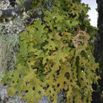 Encore un lichen, plus rare, et étrangement vert dans cet environnement en noir et blanc