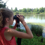 De jeunes observatuers s'exercentà l'identification d'oiseaux d'eau : garde-boeufs, garzettes, canards... 