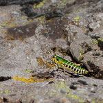 Miramelle des Pyrénées (Cophopodisma pyrenaea), endémique pyrénéenne, exclusivement en montagne à l'étage sub-alpin et alpin