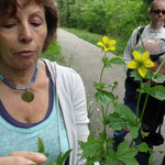 Bernadette montre la Benoîte, plante dont la racine a un goût "clou de girofle / réglisse" qui peut s'utiliser comme aromatique