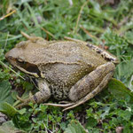 Vue en compagnie des lézards : une grenouille rousse