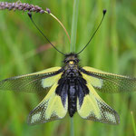 Parmi les belles rencontres : un ascalphe (femelle) - photo Mme Huberty