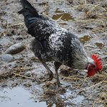 Les animaux profitent de la moindre accalmie (il a plu des cordes)