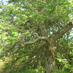 knorrigen Eichenwäldern - oak forrests