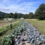 un petit lutin au fond du jardin