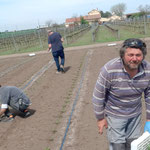 In foto l’allestimento dei campi presso l’Az. Agricola Michele Iacullo associata all’OP ORTOFRUTTA SOL SUD