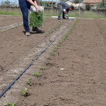 In foto l’allestimento dei campi presso l’Az. Agricola Michele Iacullo associata all’OP ORTOFRUTTA SOL SUD