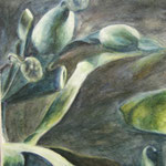 seaweed, 50 x 30, watercolor