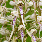 Bocks-Riemenzunge (Himantoglossum hircinum), 