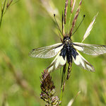 Schmetterlingshaft (Ascalaphidae)