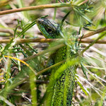 Smaragdeidechse (Lacerta viridis)