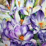 Crocuses I 2020 / 60x50cm  Watercolour by ©janinaB.
