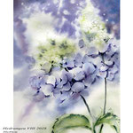 Hydrangea VIII 2018 / 30x40cm / (22) / Watercolour by ©janinaB.